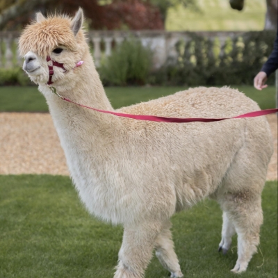 Wedding News: Learn all about Grainmarket Alpacas